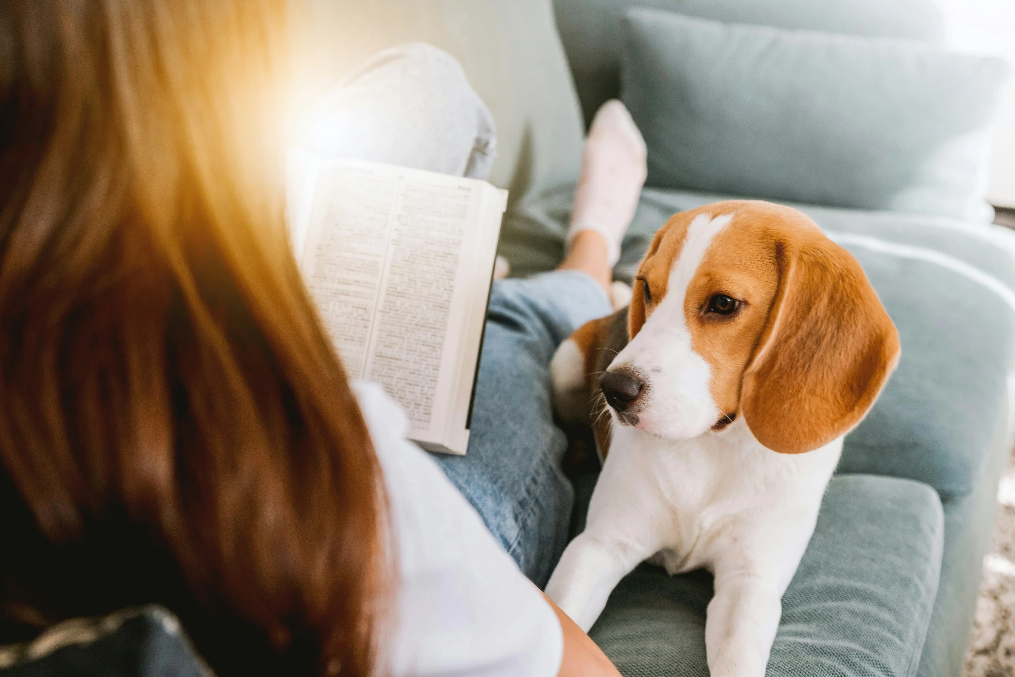 6 Tips to Introduce Your Dog to New Housemates